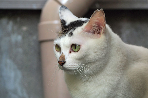 どこ見てる　オーロラ