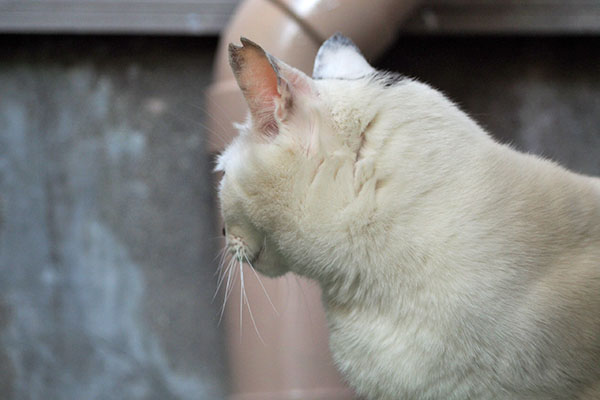 あにゃ　オーロラ