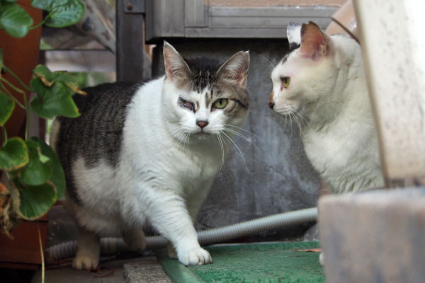 お帰りにゃさい　オーロラ