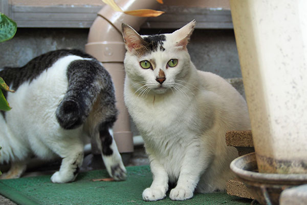 いなくなるケイ　オーロラと