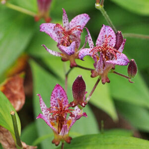 ホトトギスの花