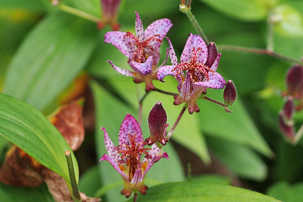 ホトトギスの花