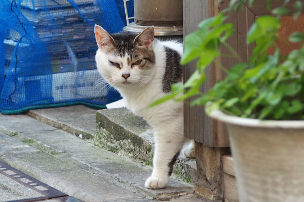 居ますにゃ　ケイ