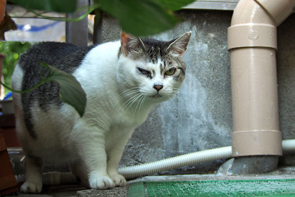 来たにゃ　ケイ