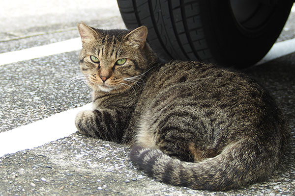 じーっと見る シマヲ