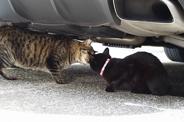くんかくんか シマヲとモノタ