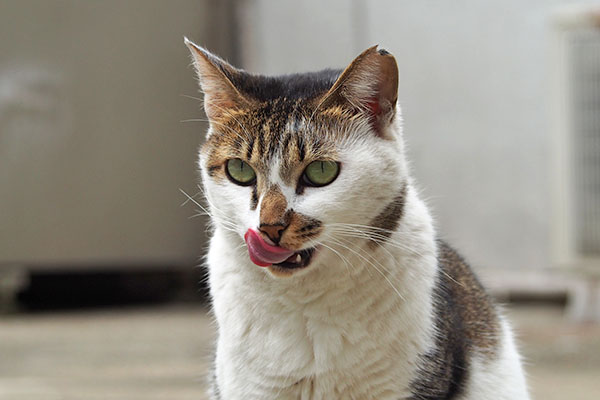 寂しげなぺろ　セイ