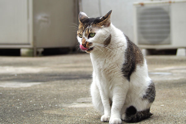 食べるモノは食べる　セイ