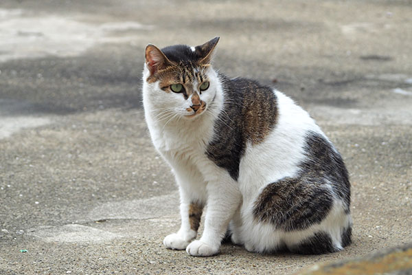 キョロキョロ　セイ