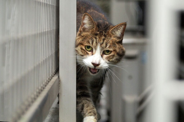 いらっしゃい　サーヤ