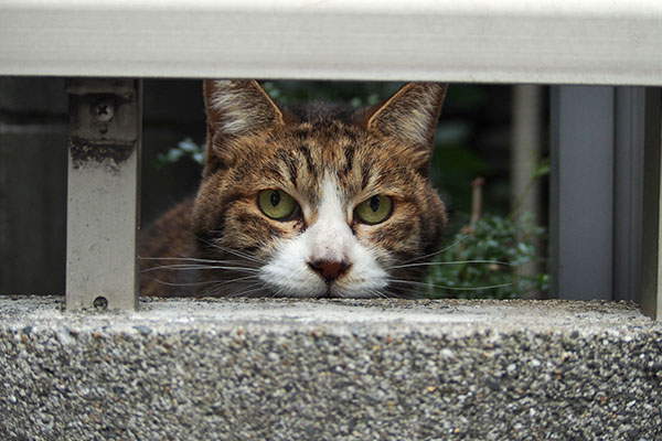 追加を待つ　サーヤ