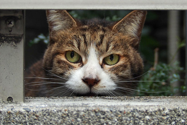 sahya top face closeup