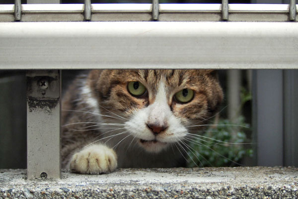 ほれここに　サーヤ