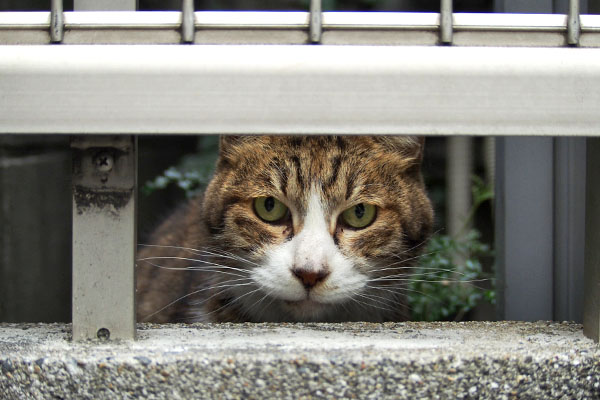 んそれは　サーヤ