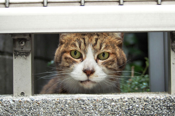 ウェットにゃ　サーヤ