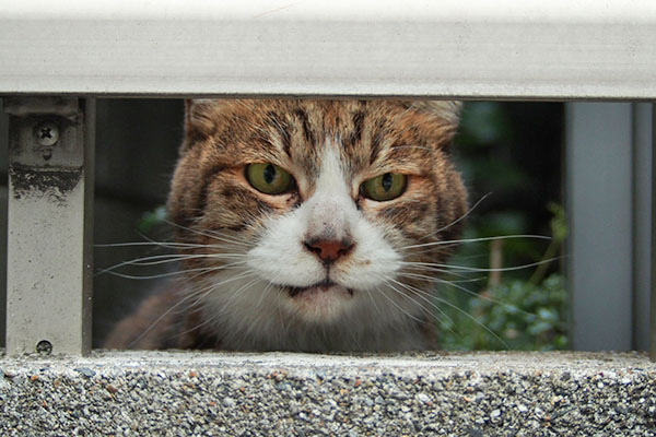 パンチ控えて　サーヤ