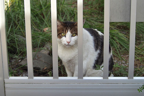 ルーフ　見てる