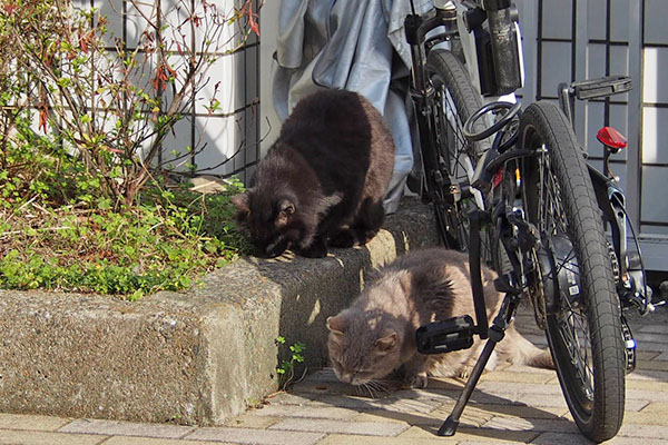 モフネと並んで食べるグリ