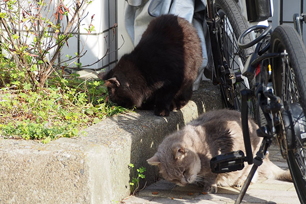 あぐあぐするグリ