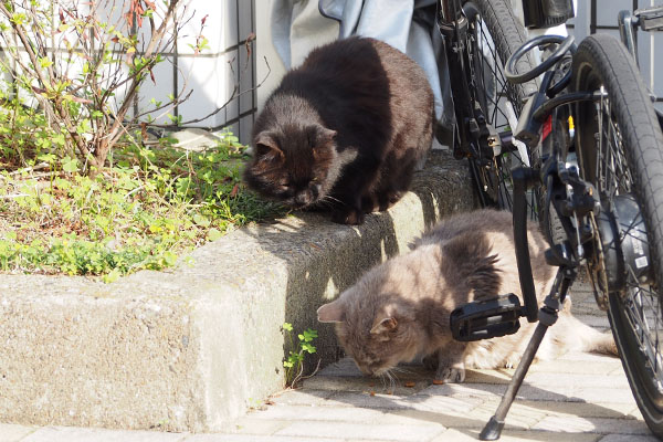 グリのお残しを探すモフネ