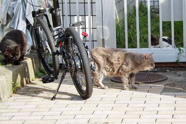 食べ終わったグリ