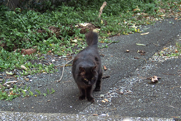 そっち行くのに モフネ