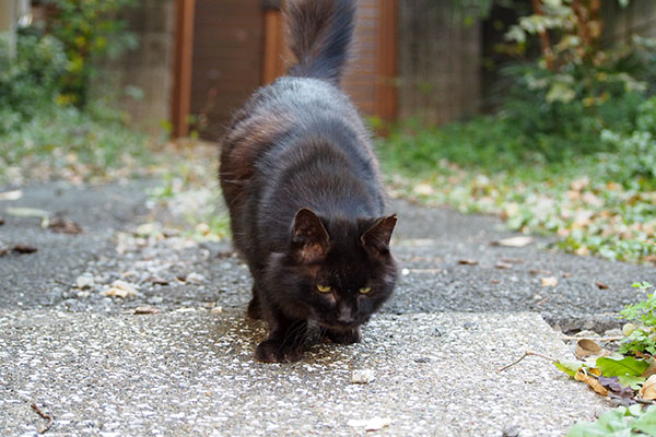 接近する モフネ