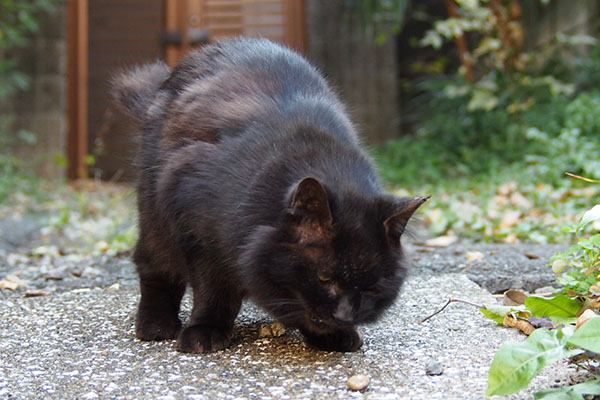 筋肉質に見えるモフネ