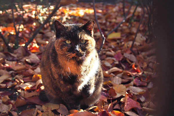 ロミ　ちょこん