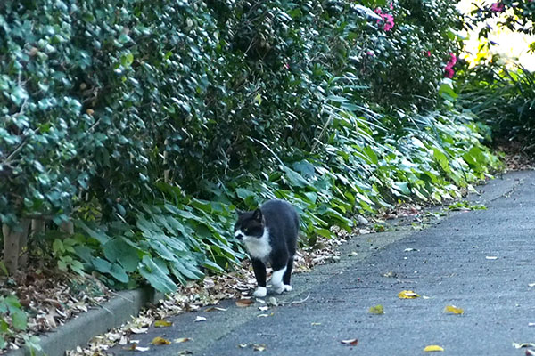 ぶっち　とてとて