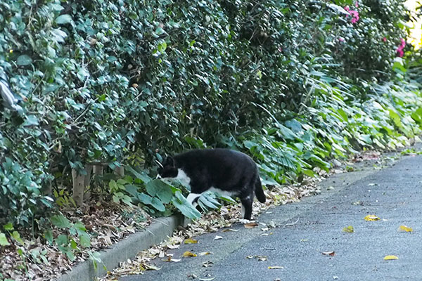 寄り道　ブッチ