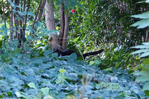 しっぽ　ぶっち