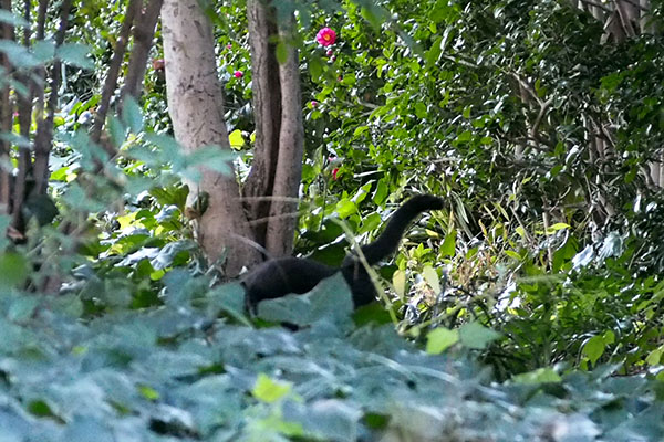 しっぽ上げて　ぶっち