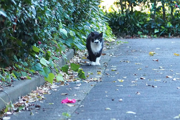 戻ってきたぶっち