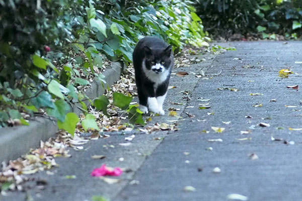 前方にピンクの花　ぶっち