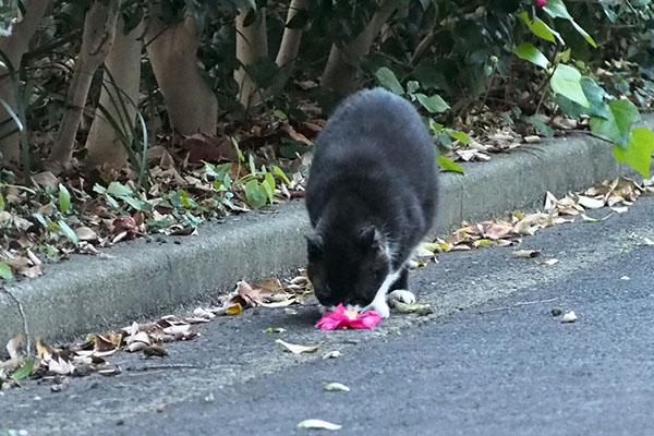 花に鼻を　ぶっち