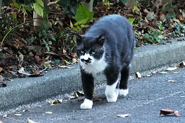 通過する　ぶっち