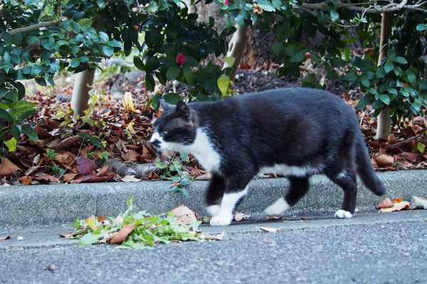 華麗にスルー　ぶっち