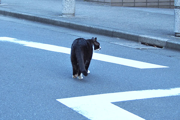 道路の真ん中　ぶっち