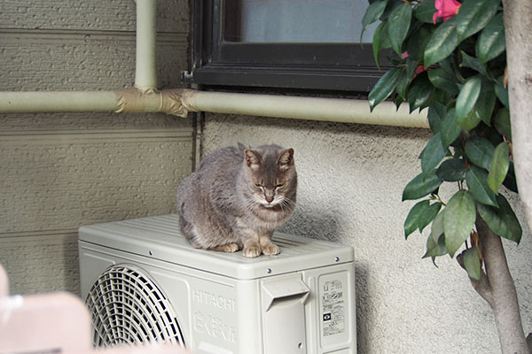 はっおった　シピ