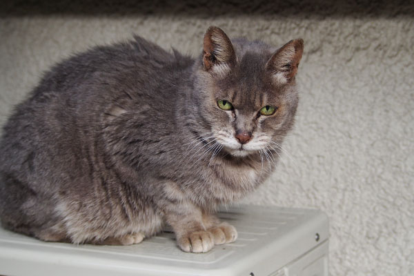 最悪って　シピ