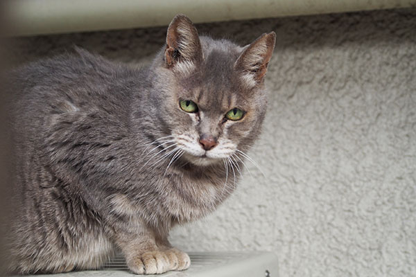 まだ居るの　シピ