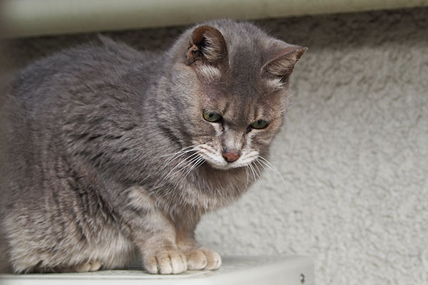 お日様どこいったシピ