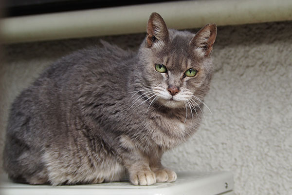 しちゅこい　シピ