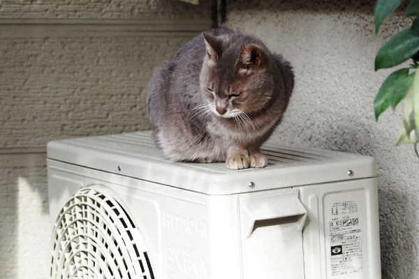 少し日が差してシピ