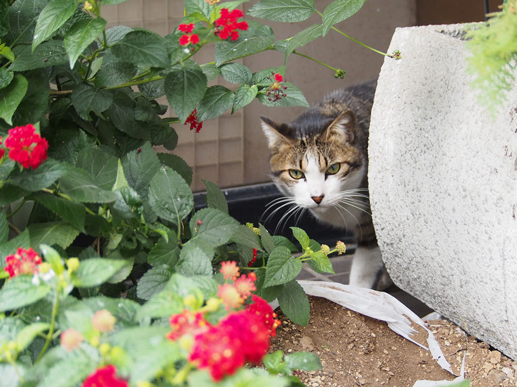 問題児コルビのあけおめ