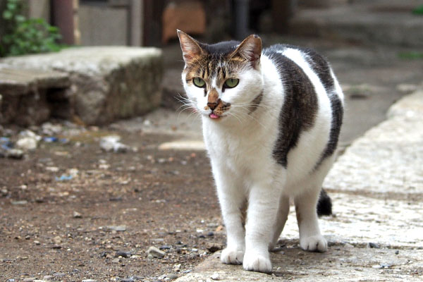 小さくペロ セイ