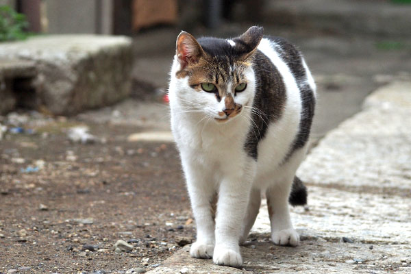 何かおかしい セイ