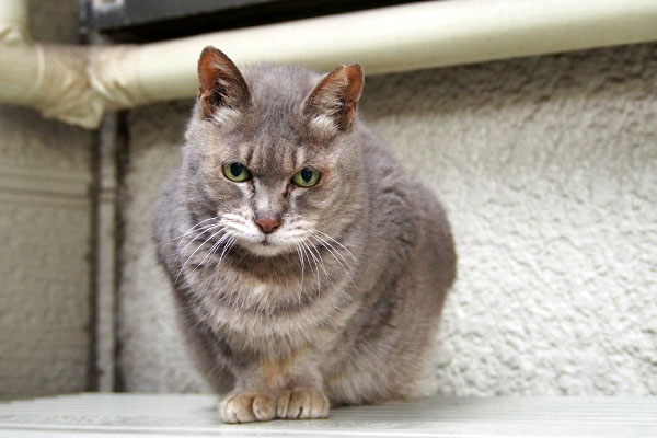 翌日も居た　シピちゃん
