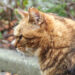 kuratan profile